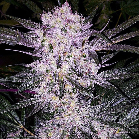 LILAC COOKIES BX2