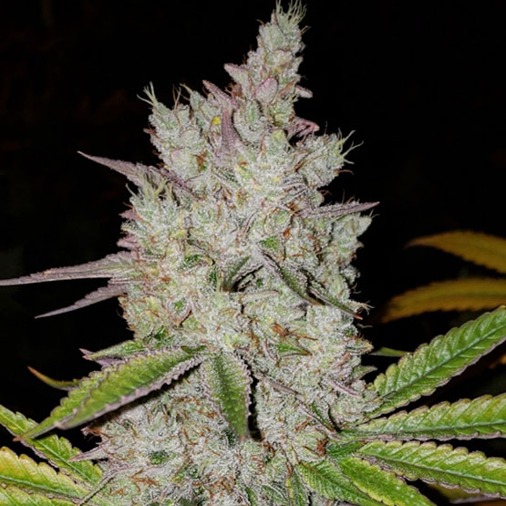 LILAC DIESEL AUTO RBX2