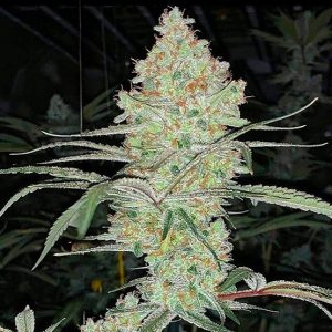 SLH_IBL_V1_Grow