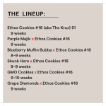 ETHOS COOKIES #16 AKA “THE KRUX” FEM MULTIPACK