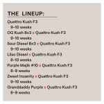 QUATTRO KUSH M/F MULTIPACK