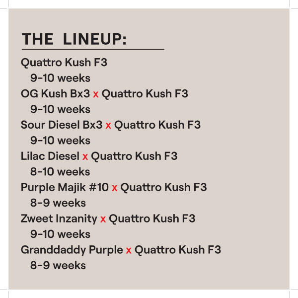 QUATTRO KUSH M/F MULTIPACK