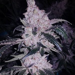 Headband_Cookies-06.jpg