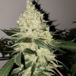 LILAC DIESEL BX4