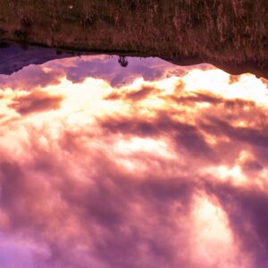 Temple Kush F2 B line