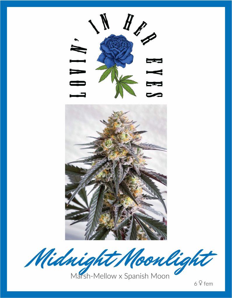 Midnight Moonlight (LOVIN)