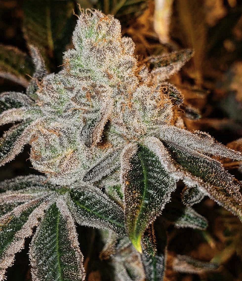 JOHNNY DANG R1 - Image 2