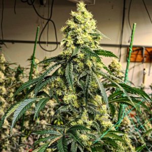 Sour G R1