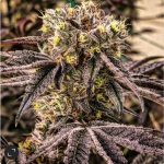 M.C. Nuggets R1