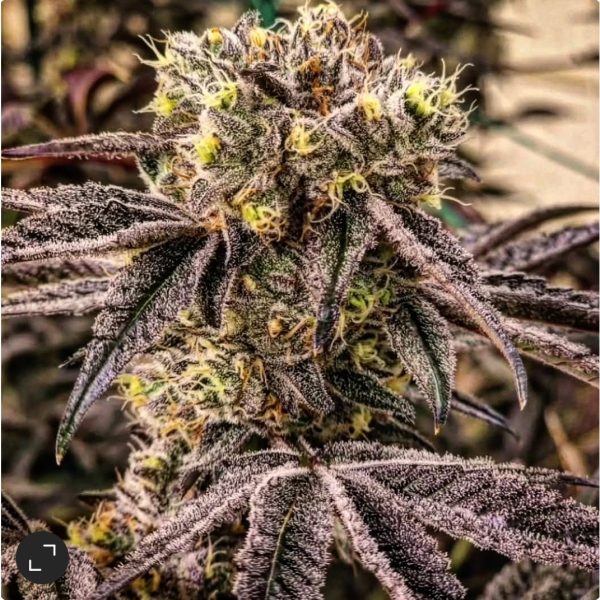 M.C. Nuggets R1