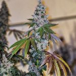 CHERRY PIE OG S1