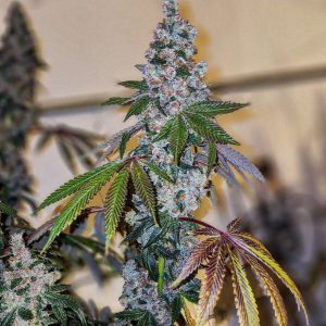 Cherry Pie S1