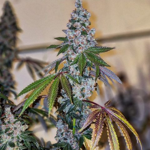 Cherry Pie S1