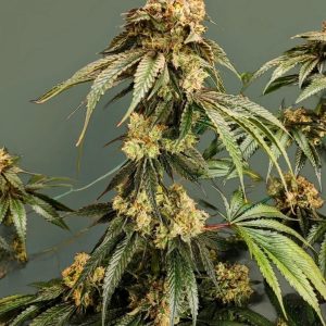 Dirty Banana Gen1(2)
