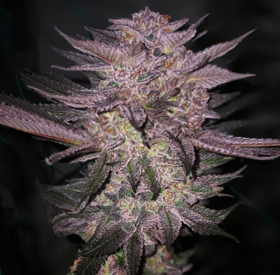 Atomic Fuego R1 - Image 2